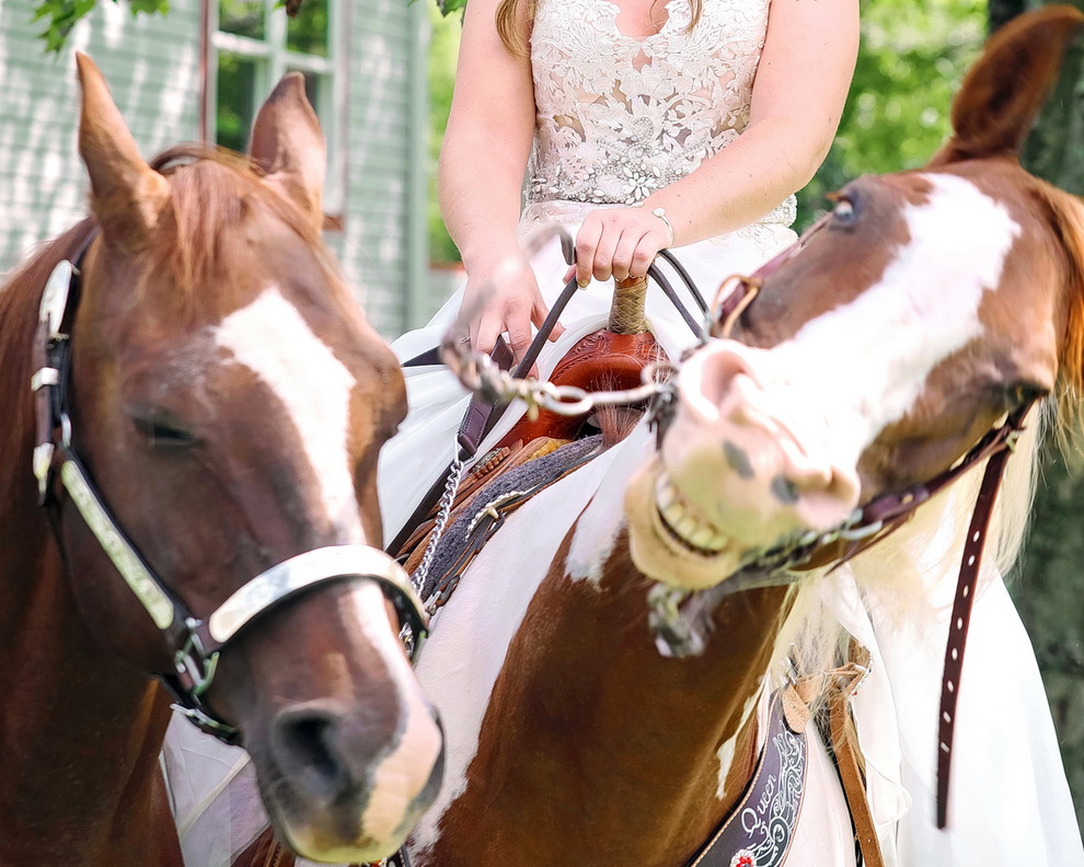 Веселая лошадь затмила невесту на свадебных снимках