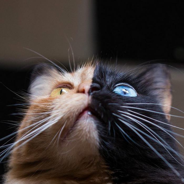Двуликая кошка-химера с разноцветными глазами