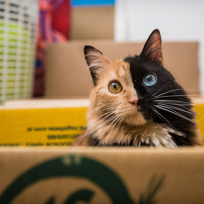 Двуликая кошка-химера с разноцветными глазами