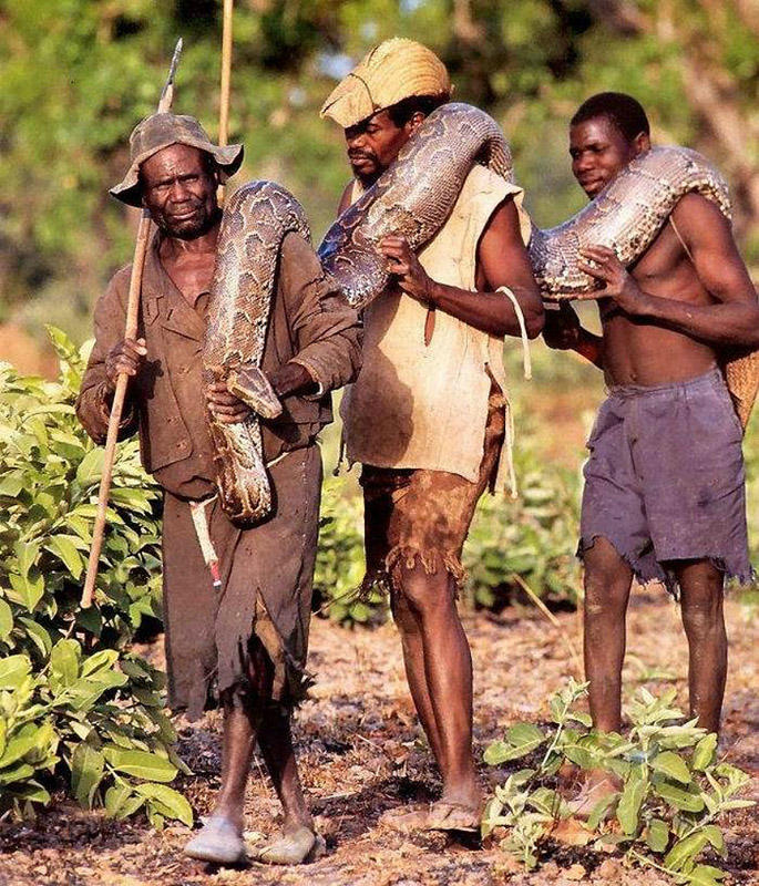 Как ловят питонов в Африке