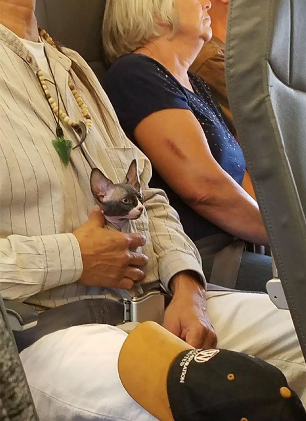 Домашние животные на борту самолёта