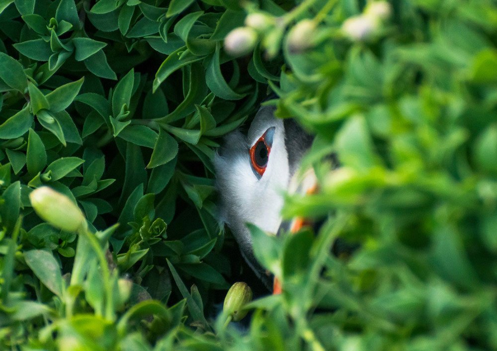 Победители конкурса фотографий дикой природы British Wildlife Photography Awards 2017