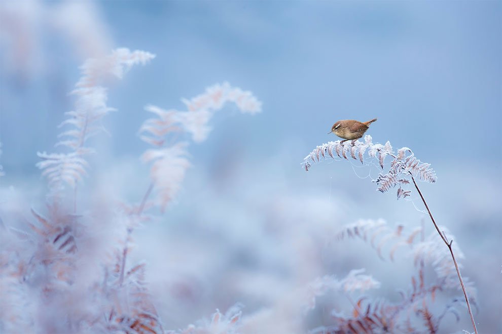 Победители конкурса фотографий дикой природы British Wildlife Photography Awards 2017