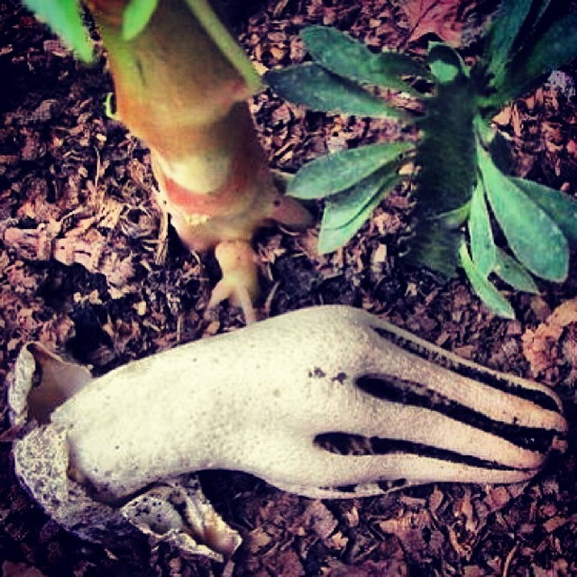 Пальцы дьявола: самый жуткий гриб в мире
