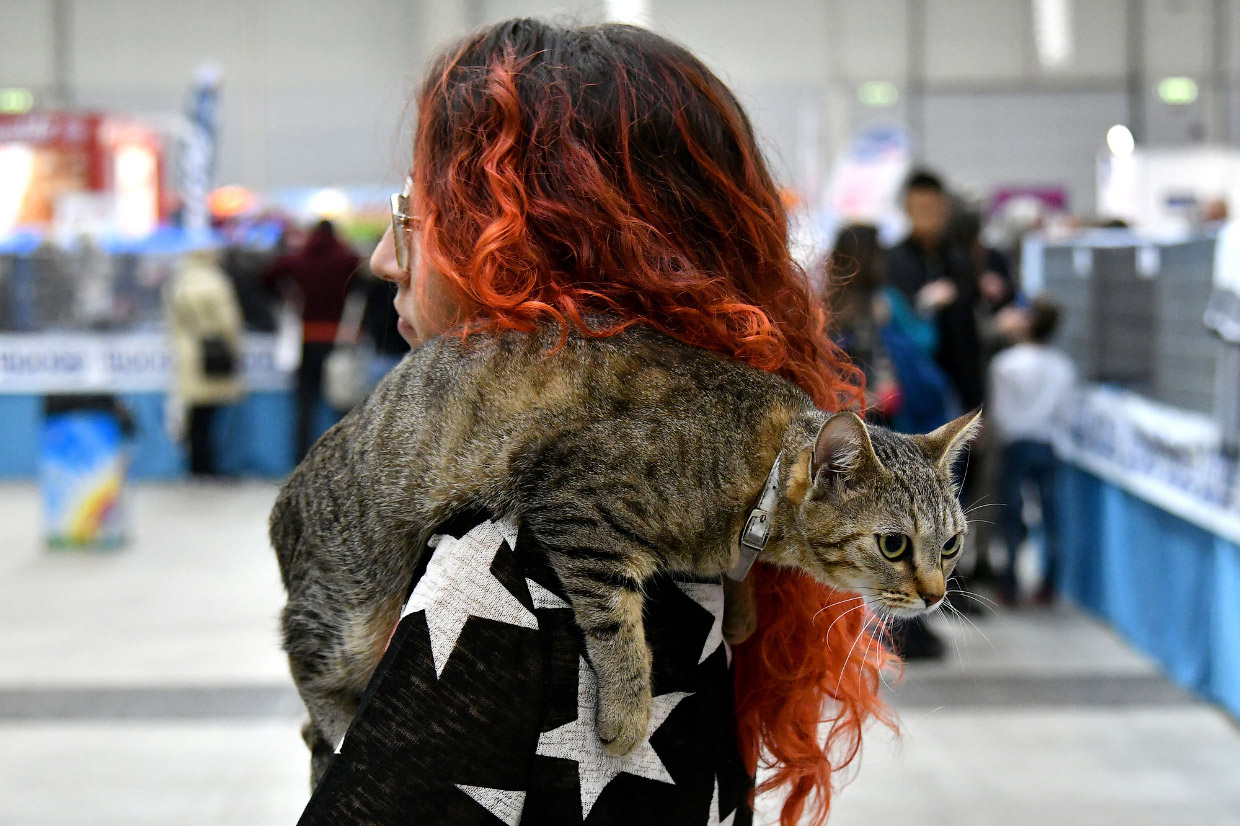 Международная кошачья выставка SuperCatShow 2017