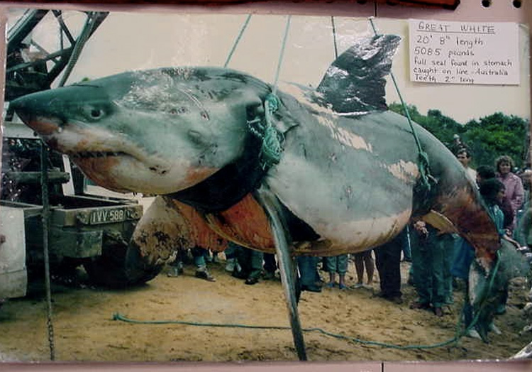 Самые большие пойманные в истории акулы