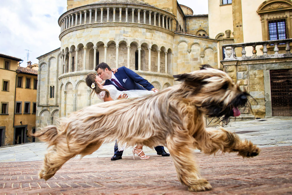 Животные фотобомбят свадебные снимки