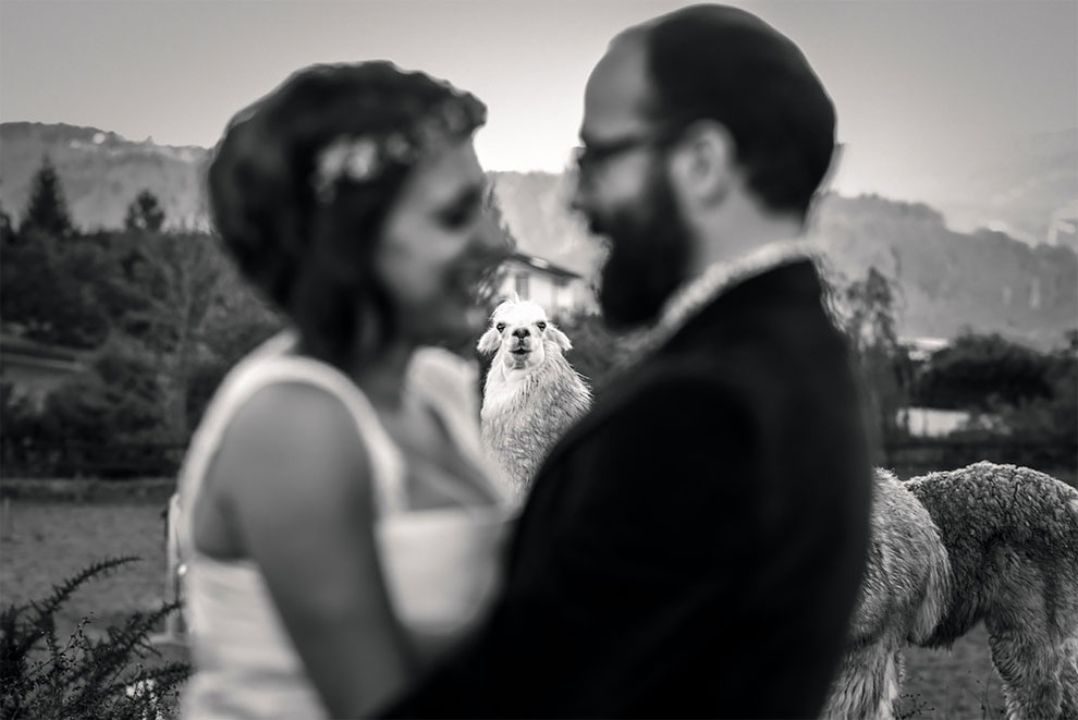 Животные фотобомбят свадебные снимки