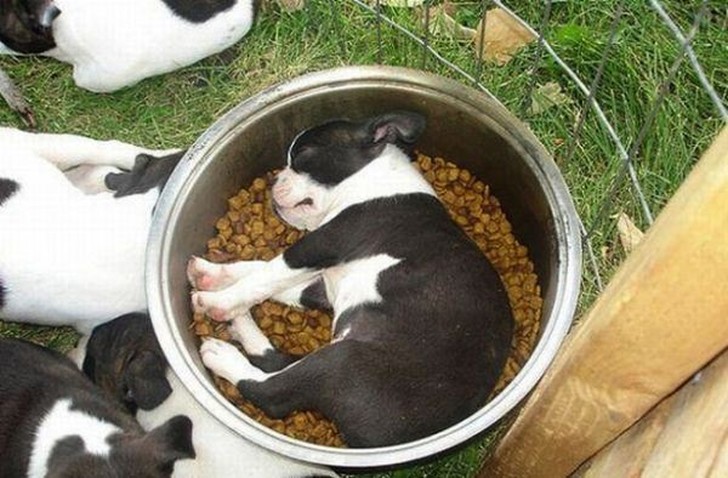 Нереально милые спящие щенки