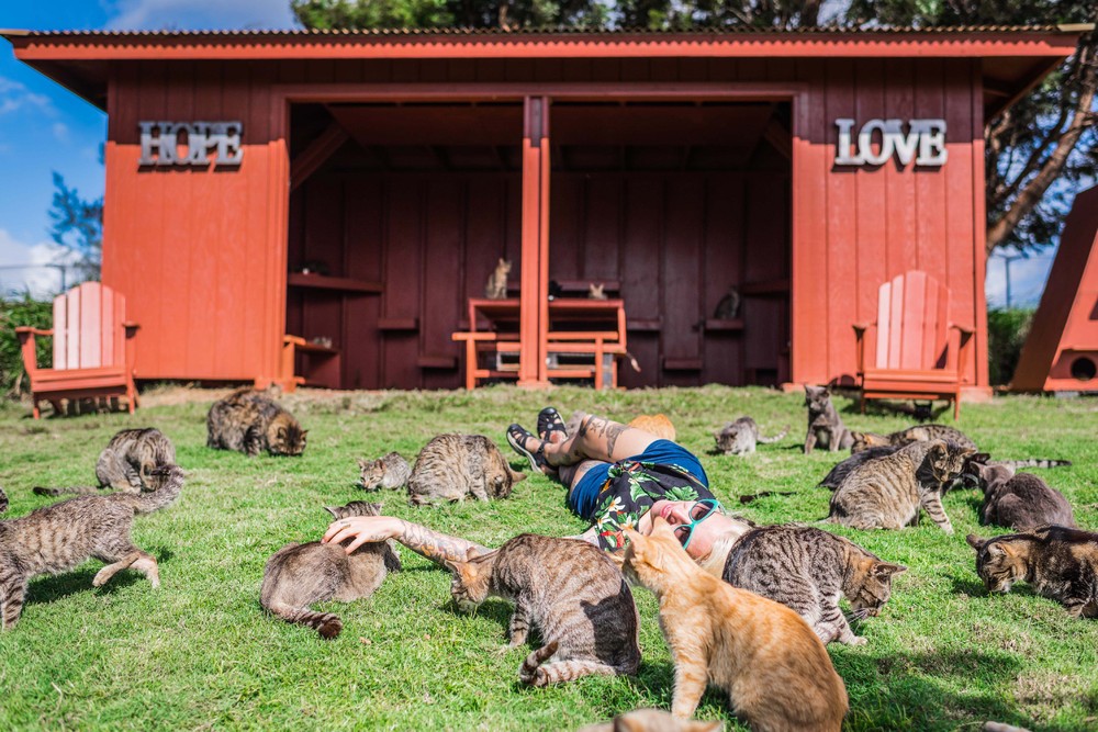 Рай для кошек на гавайском острове Ланаи