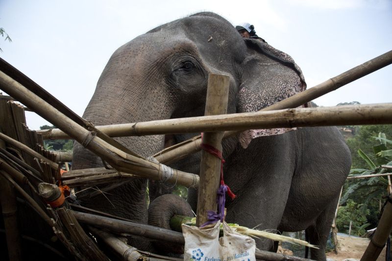 Слоны на работе в индийской полиции