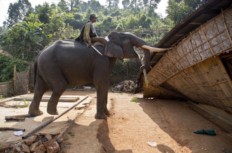 Слоны на работе в индийской полиции
