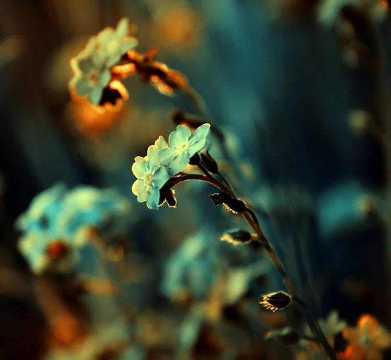 Цветы от польской фотохудожницы Барбары Флорчик