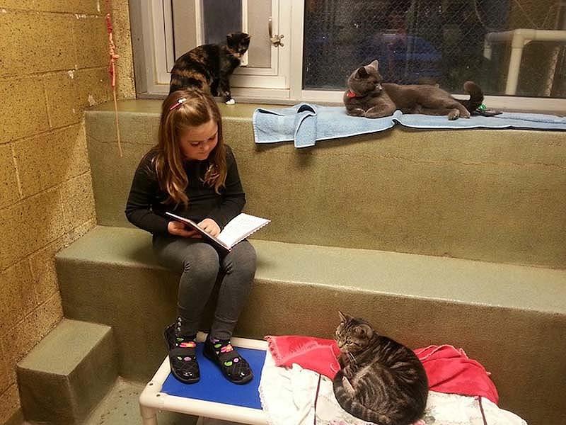 Кошки помогают детям развить навыки чтения