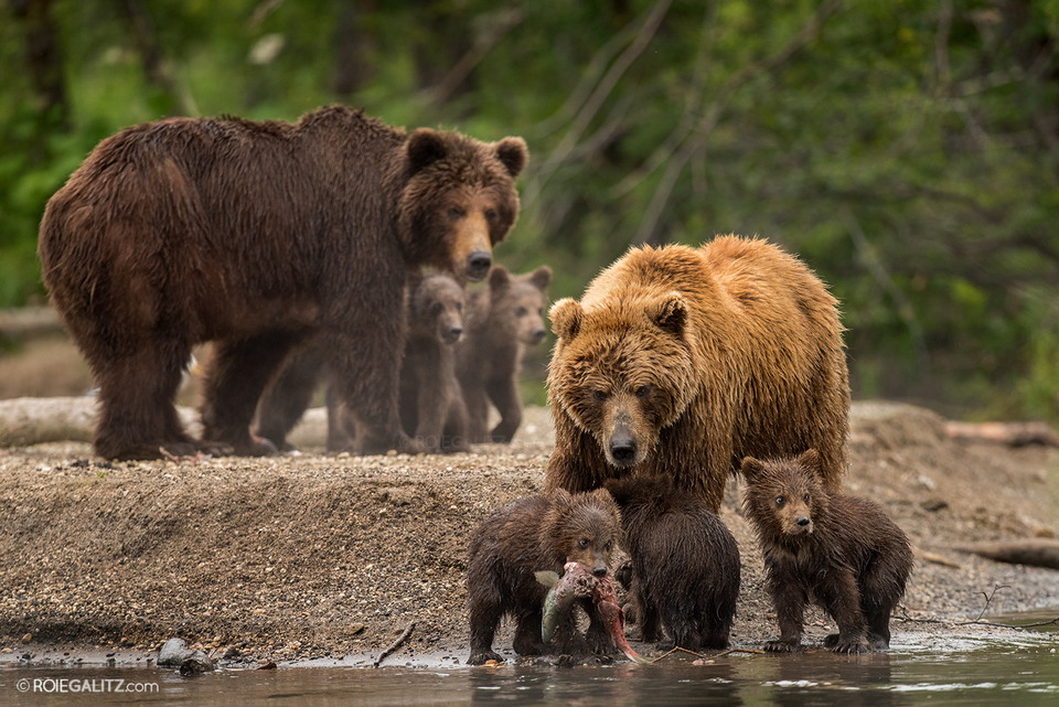 Мама-медведица учит медвежат ловить рыбу
