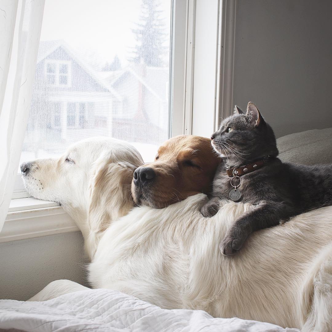 Неразлучные друзья: два золотистых ретривера и кот