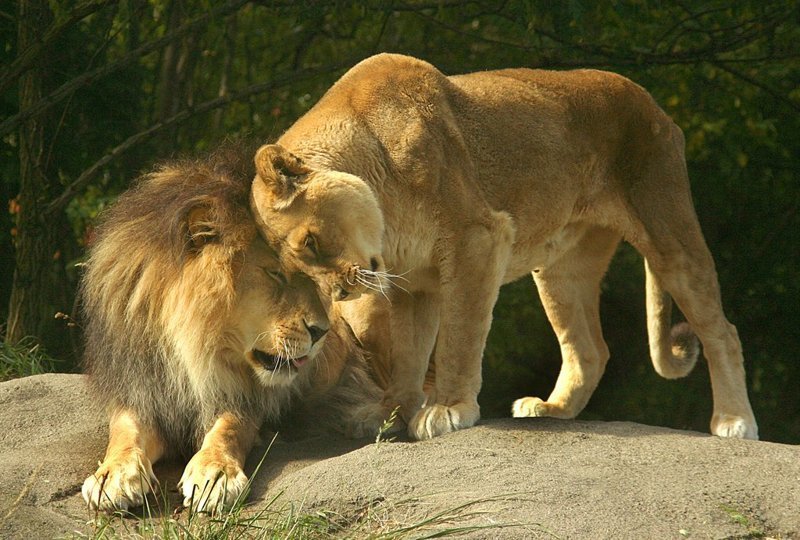 Львиная любовь