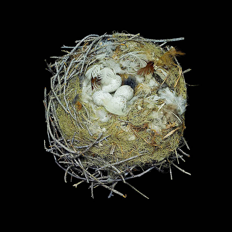 Птичьи гнезда как шедевры природной архитектуры