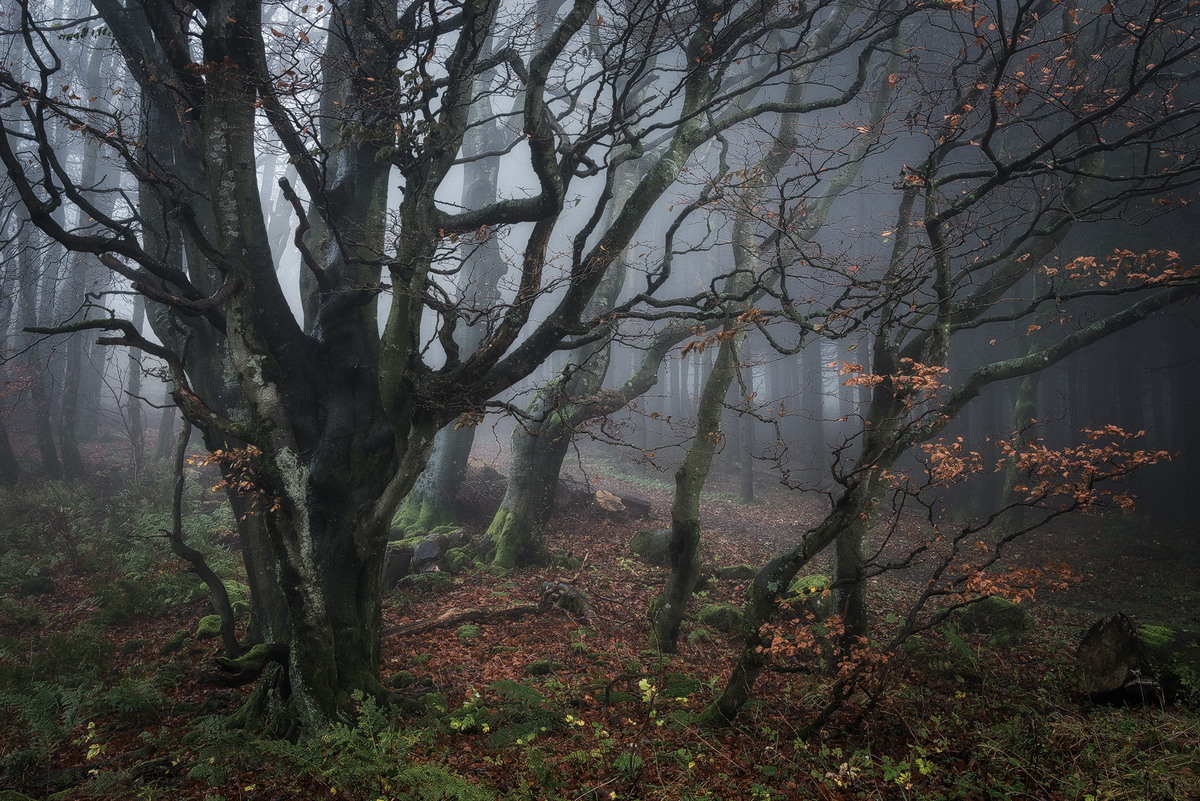 Задумчивый лес на снимках Хейко Герлихера
