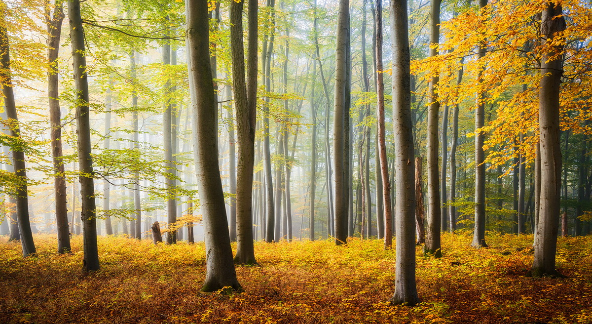 Задумчивый лес на снимках Хейко Герлихера