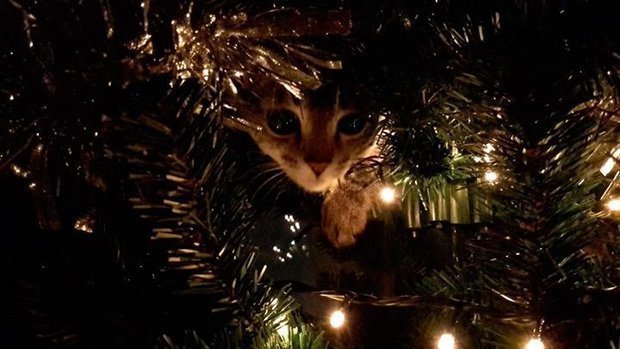 Новогодние коты: к празднику готовы