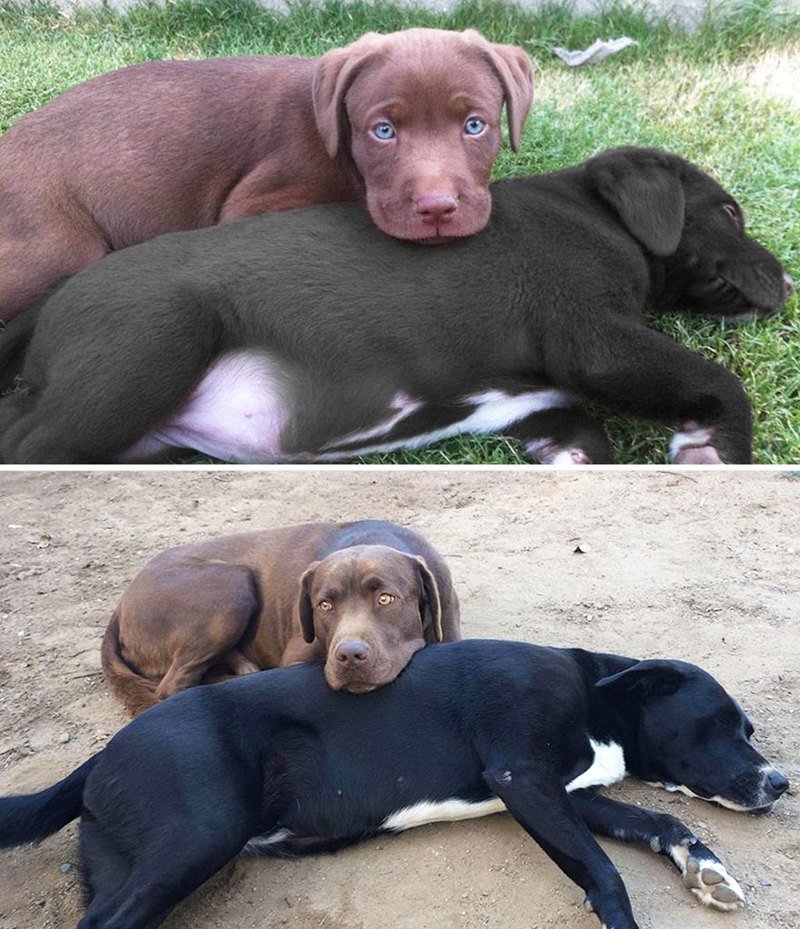 Очаровательные фото повзрослевших собак: до и после