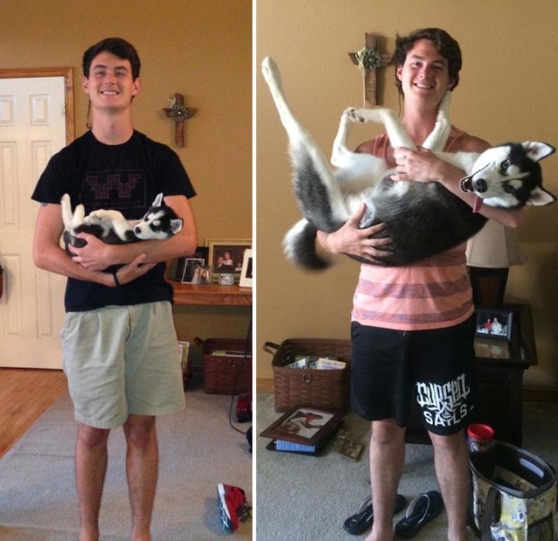 Очаровательные фото повзрослевших собак: до и после