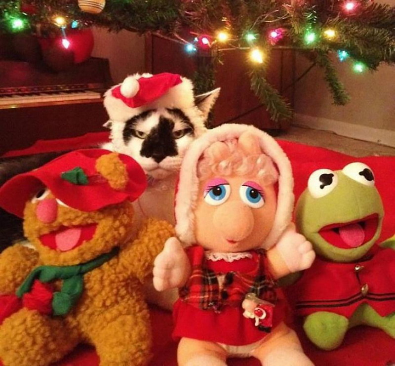 Недовольные животные в рождественских костюмах