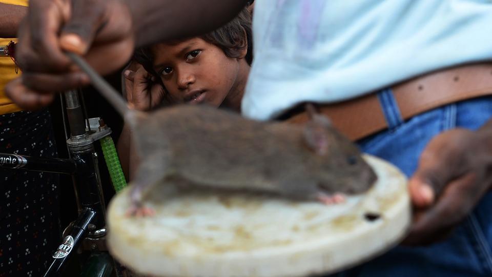 В беднейшем индийском штате Бихар выживают, питаясь крысами