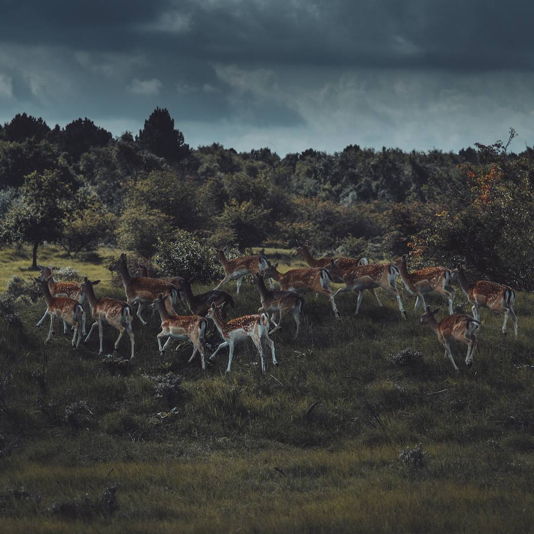 Животные и природа на снимках Ремо Якобса