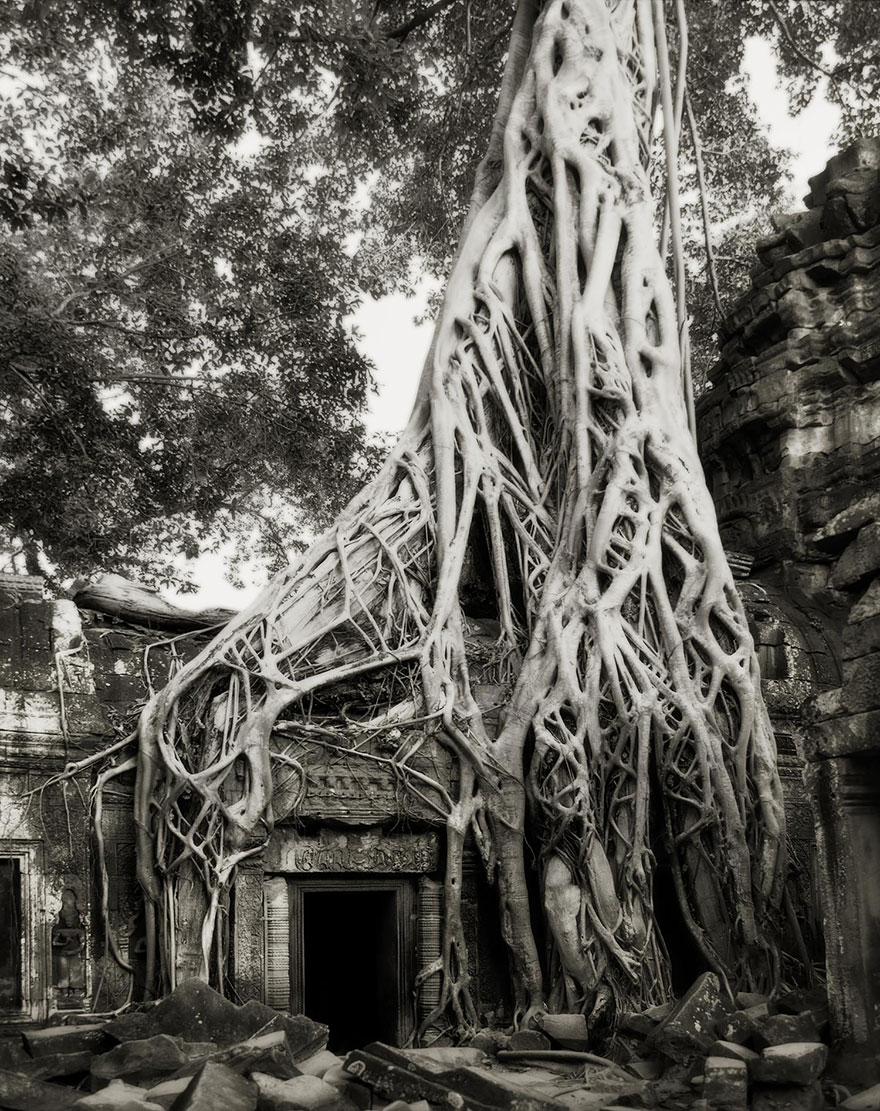 Старейшие деревья в мире от Бет Мун