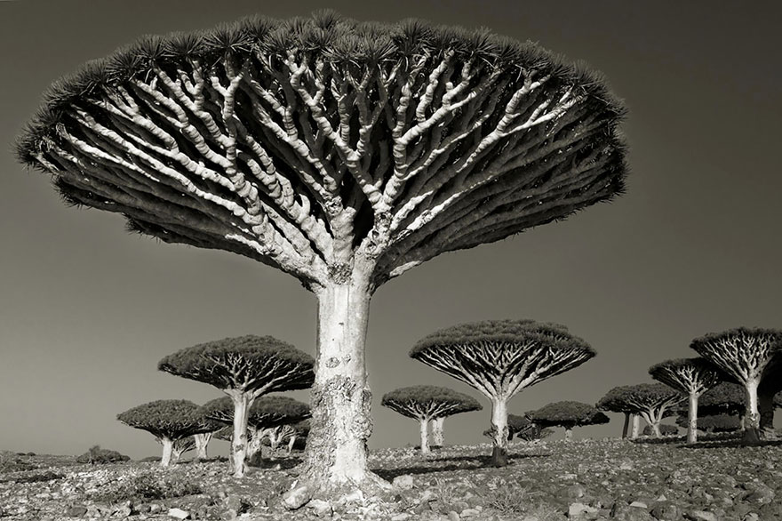 Старейшие деревья в мире от Бет Мун