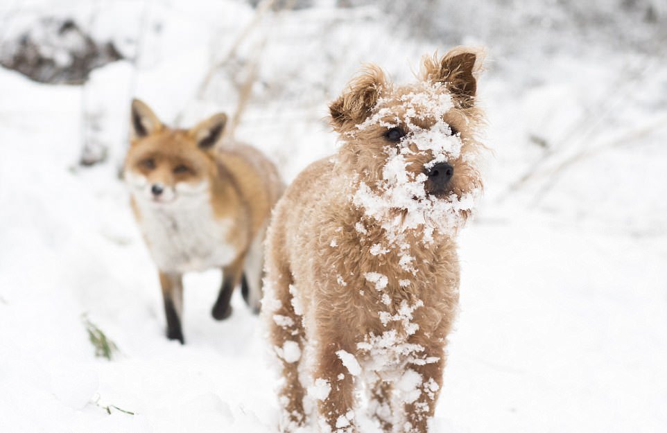 Трогательная дружба лисы и собаки