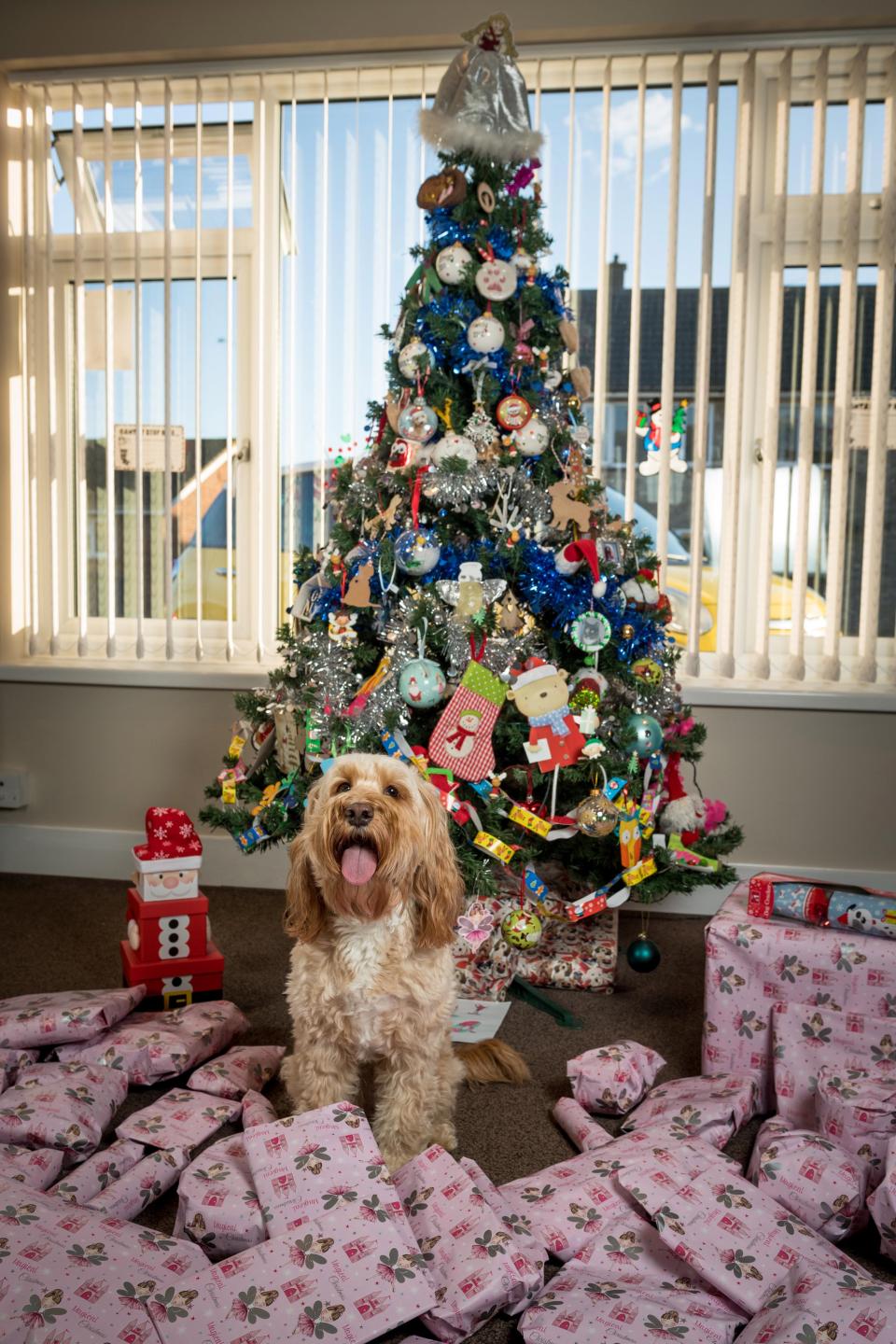 Британка купила 68 рождественских подарков для своей собаки
