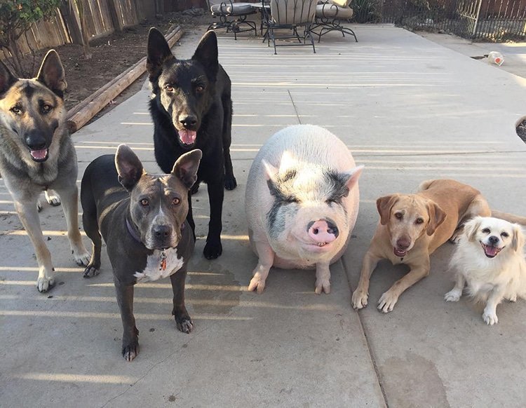 Домашняя свинья живёт в компании 5 собак