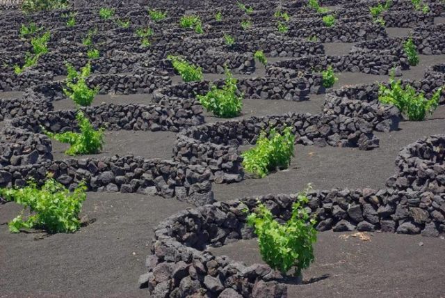Вулканические камни помогают виноделам острова Лансароте