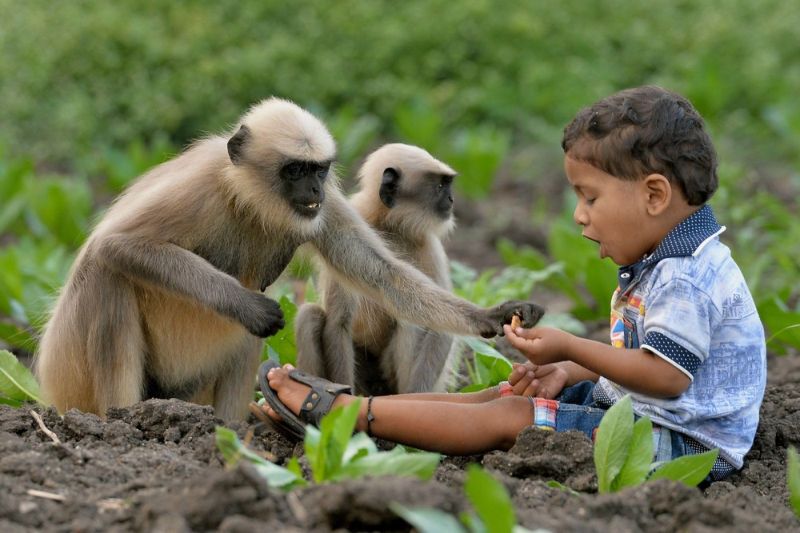 Двухлетний пацан дружит со стаей обезьян