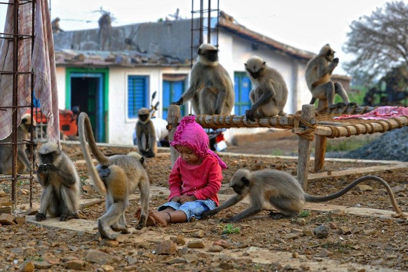 Двухлетний пацан дружит со стаей обезьян