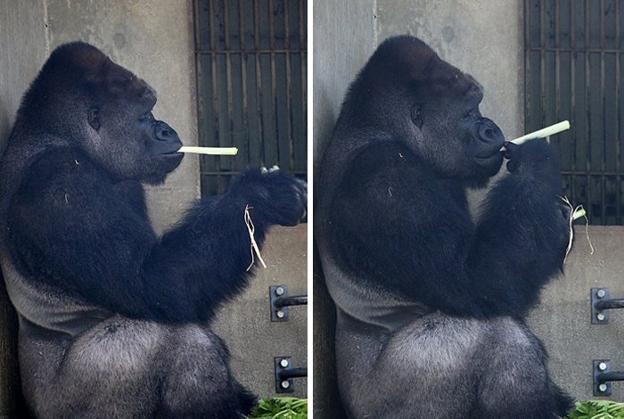 Очаровательный самец гориллы Сабани из зоопарка Хигасияма