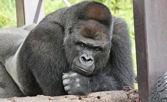 Очаровательный самец гориллы Сабани из зоопарка Хигасияма