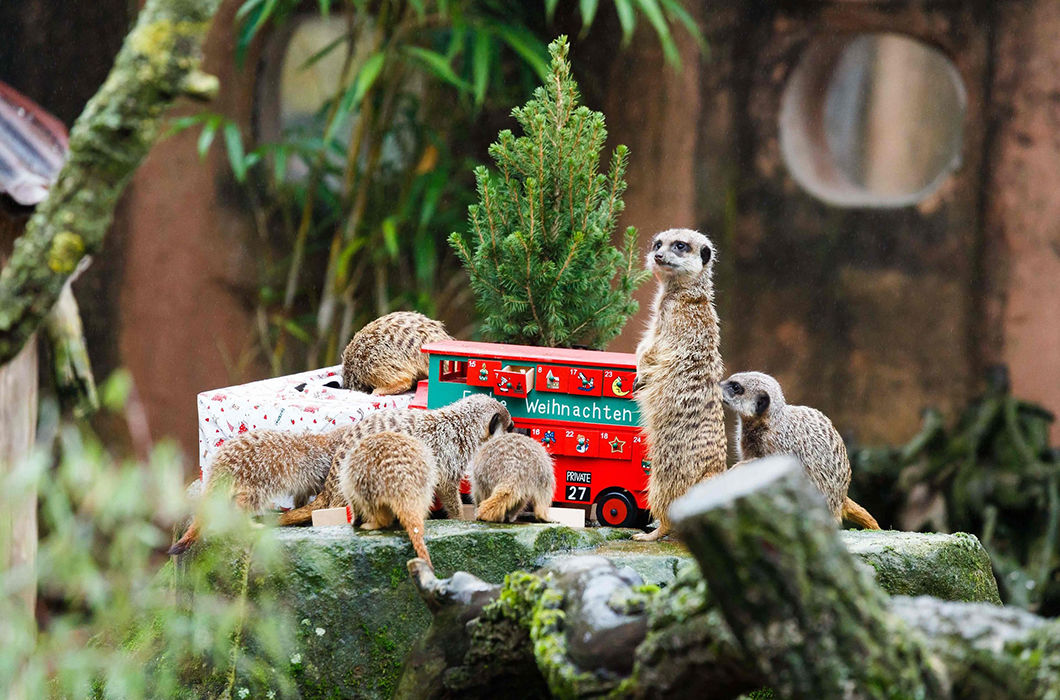Новогодние подарки для жителей зоопарков
