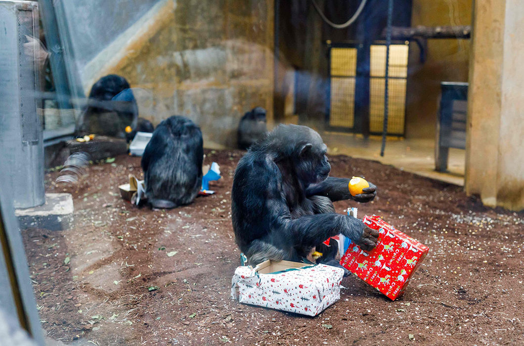 Новогодние подарки для жителей зоопарков