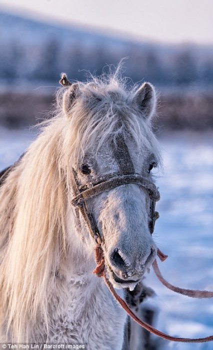 Якутские лошади выживают при экстремально низких температурах