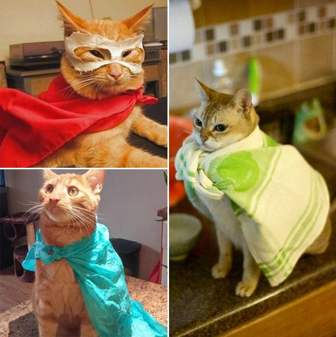 Супергеройские наряды котов