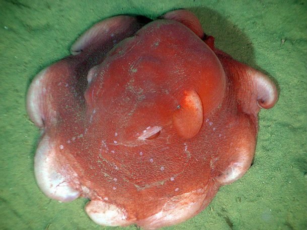 25 самых странных глубоководных существ