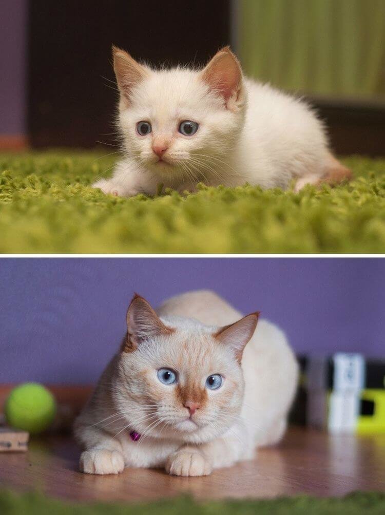 Как быстро растут котята с фото