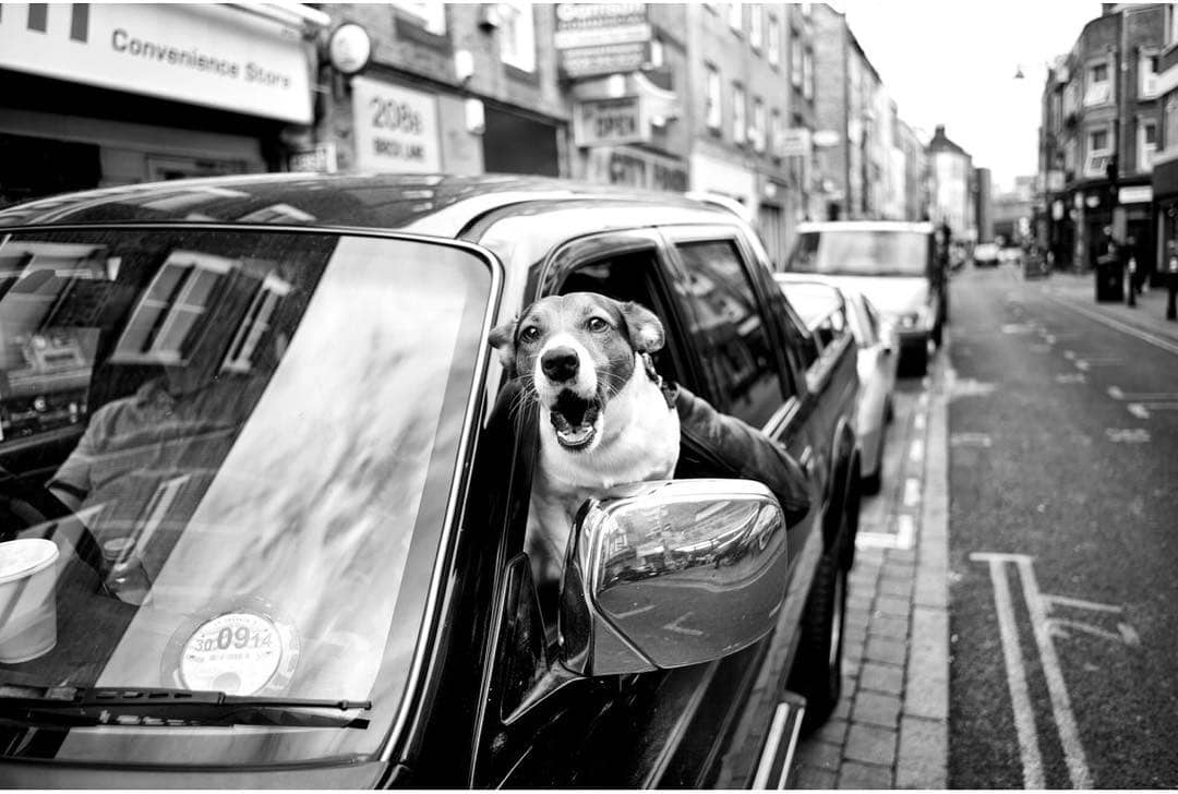 Британец фотографирует собак в разных странах мира