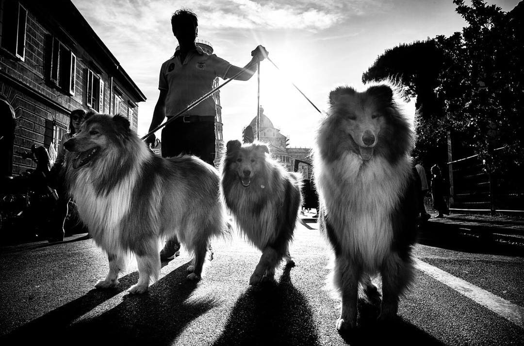 Британец фотографирует собак в разных странах мира