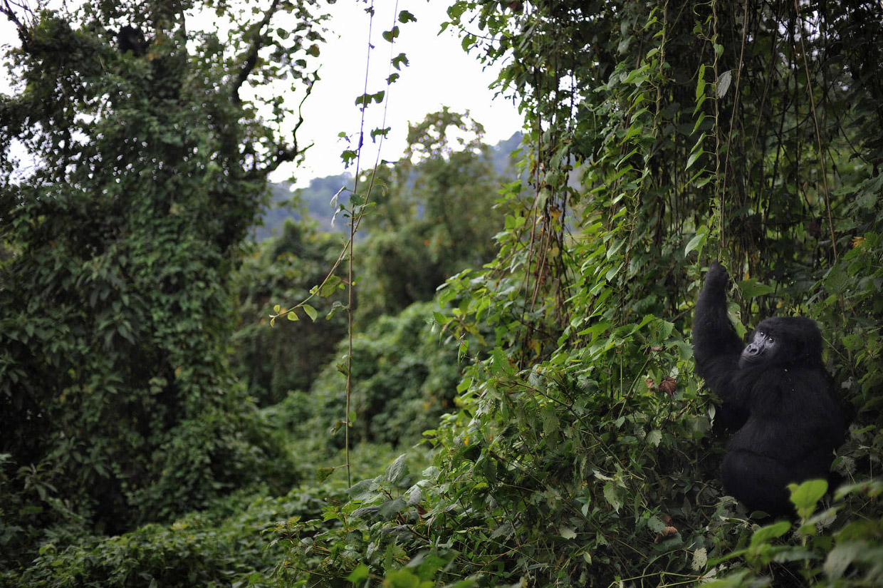 Большие и вымирающие горные гориллы