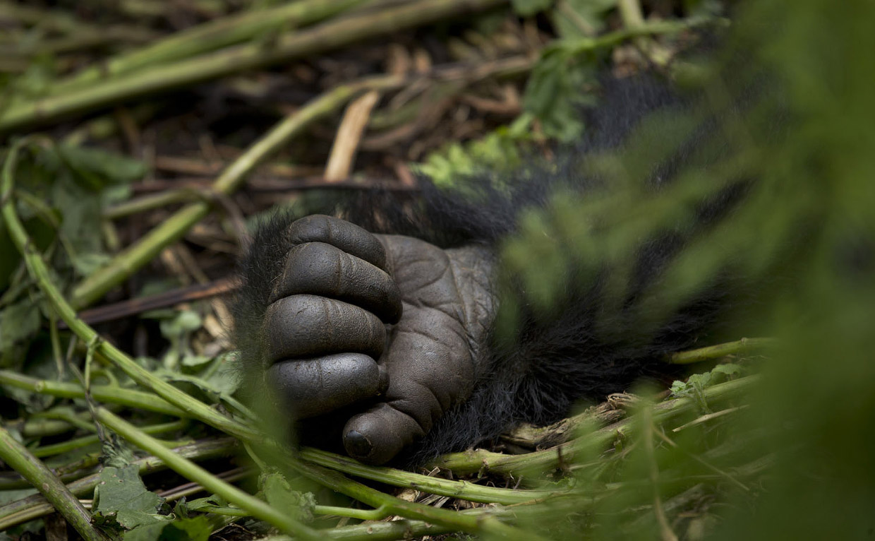 Большие и вымирающие горные гориллы